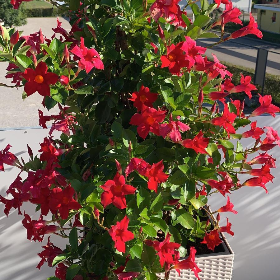 Hotel Roemerhof Pratteln Luaran gambar